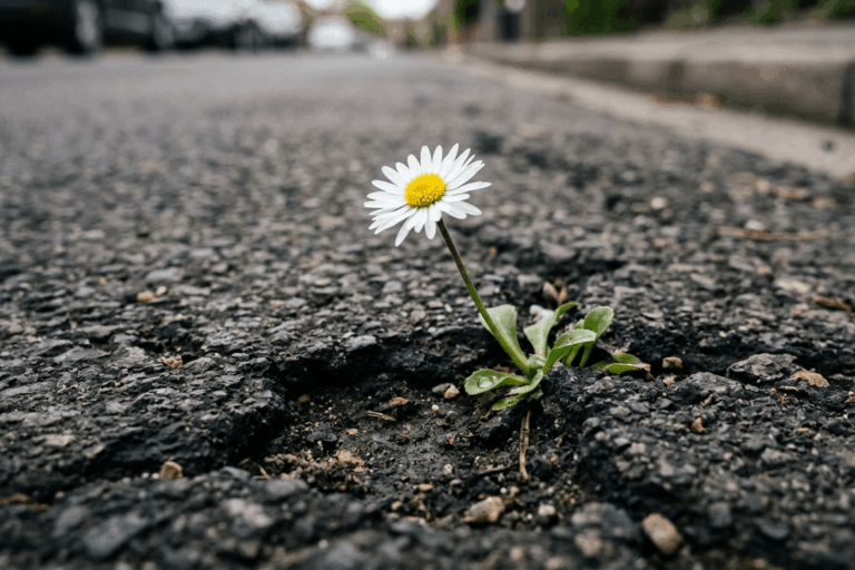 Gänseblümchen wächst durch den Asphalt